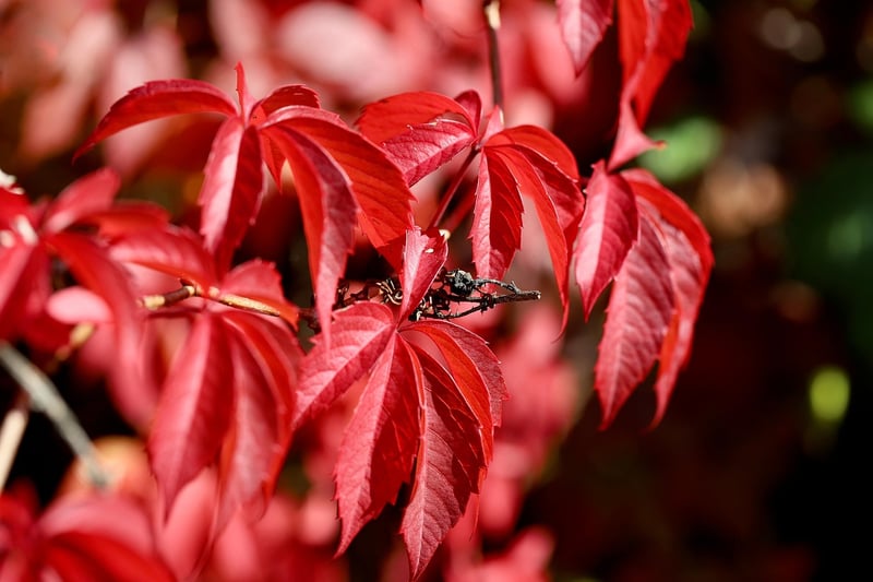 Virginia Creeper